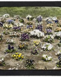 Unidentified. [Bed of Pansies]