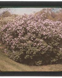 Lilacs. Fairmount Park