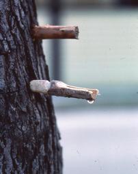 Wood Spiles in Tree