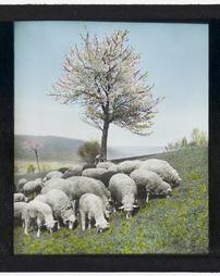 Unidentified. [Sheep in Meadow with Flowering Tree]