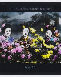 Japan. [Series]. "Chrysanthemums in Japan"