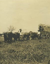 Wagon and oxen
