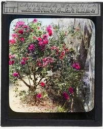 United States. South Carolina. Camellia Japonica Magnolia Garden