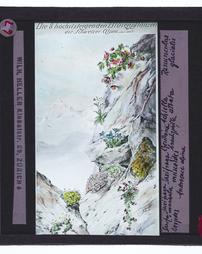 [ZW2] Die 8 hochststeigenden blutenphlanzen der schweizer alpen (uber 4000)