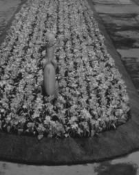 1936 Philadelphia Flower Show. Central Feature Tulip Bed [Detail]
