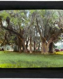 United States. South Carolina. [Unidentified Copse of Trees]