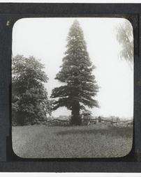 Sequoia (Giganteum)