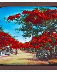 [ZW4] Honolulu. Flamboyant Tree