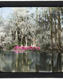 United States. South Carolina. Magnolia Garden