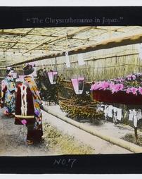 Japan. [Series]. "Chrysanthemums in Japan"