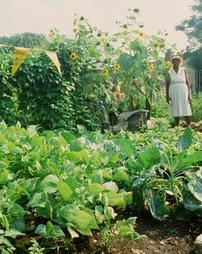 Greene Countrie Towne. Point Breeze Vegetable Garden, 1983