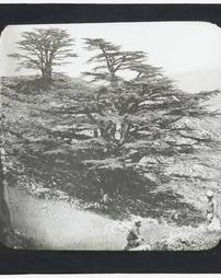 [Series] Botany. Cedar of Lebanon