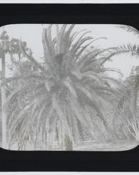 Bermuda Islands. [Palm trees]