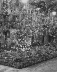 1931 Philadelphia Flower Show. Louis Burk Orchid Display