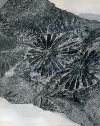 Mariopteris, Pennsylvanian coal fossil