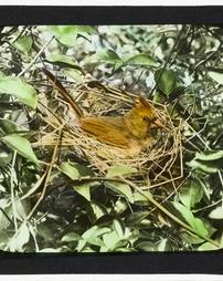 Unidentified. [Series] A Summers Ramble. Cardinal Bird on Nest
