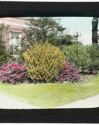 Unidentified. [Large Shrubs in Front of Brick Building]