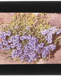 Salvia. Mint. Blue Wall Plant