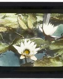 United States. Unidentified. Water Lilies
