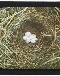 Unidentified. [Series] Zoology. Nest & Eggs of Meadow-Lark