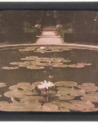 Water Lilies. Smith, W. Hinckle. Garden
