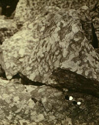 Limestone and dolomite (light), weathered surface