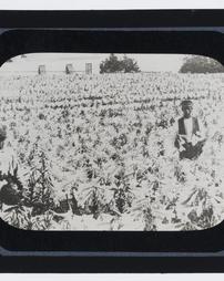 Bermuda Islands. Field of Easter Lilies and workers]