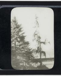 Unidentified. [Woman in Front of Two Trees]