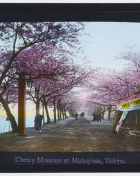Japan. Tokyo. Cherry blossoms at Mukojima
