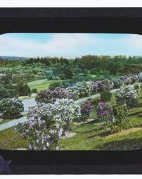 [ZW2] Arnold Arboretum. Syringa