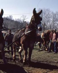 Donkey and Horse Teams at Maple Festival