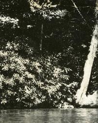 Rhododendrons and pines