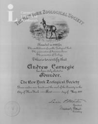 Certificate of membership as a founder of the New York Zoological Society, 1st May, 1899