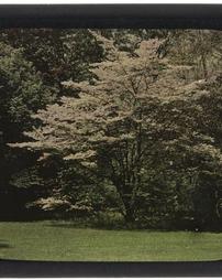 White Dogwood. Smith, W. Hinckle. Garden