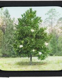 United States. South Carolina. Magnolia Grandiflora