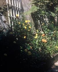 Annin Street. Garden. 1959