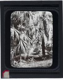 Bermuda Islands [Palm trees]