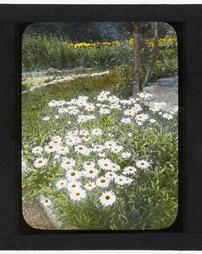 United States. [Unidentified Flower Bed of Daises]