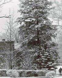 Capwell Hall and trees in winter