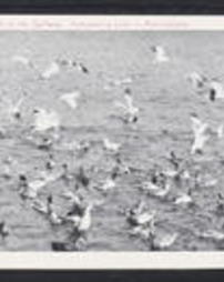 Crawford County, Pymatuning Lake, Ducks and Sea Gulls at the Spillway