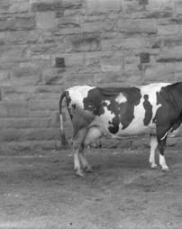 12b, Cow in Front of Barn Wall, 8x10