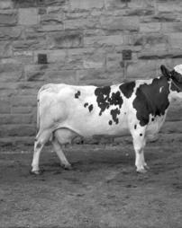 15, Cow, Barn Wall, 8x10