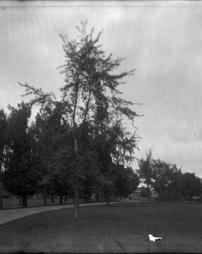 135, View from Main Entrance, Lawn at Administration Building, 8x10, Corner Chipped