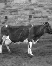 10b, Cow by Barn Wall, 8x10