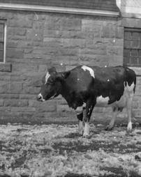 11b, Cow by Barn Wall, 6.5x8.5