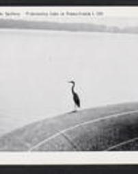 Crawford County, Pymatuning Lake, Blue Heron at the Spillway