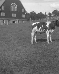 14b, Cow, Barn, 8x10